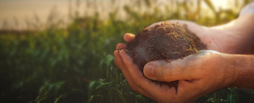 Web Meeting: Remineralização dos solos